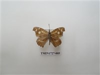 藏品(東方喙蝶)的圖片